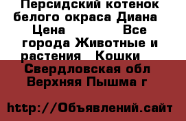 Персидский котенок белого окраса Диана › Цена ­ 40 000 - Все города Животные и растения » Кошки   . Свердловская обл.,Верхняя Пышма г.
